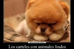 animales-lindos-14