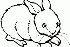 dibujos-para-colorear-de-animales-tiernos-11
