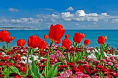 flores-bellas-16
